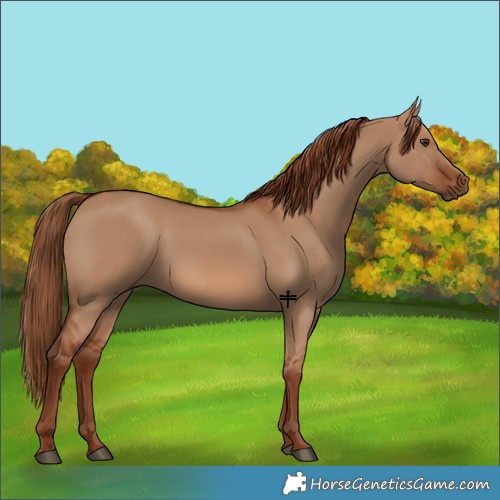 Horse Color:Red Dun 