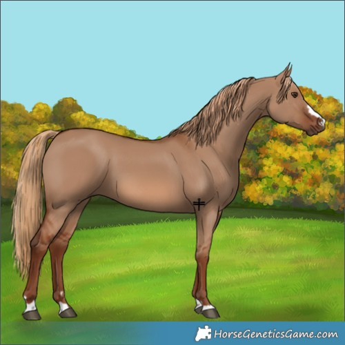 Horse Color:Red Dun 