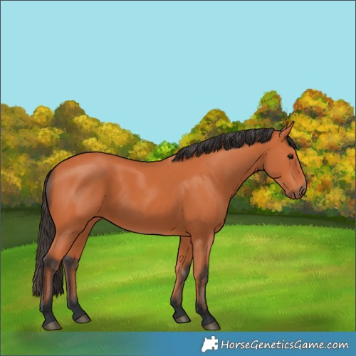 Horse Color:Bay 