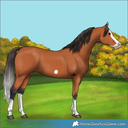 Horse Color:Bay Splash Frame 