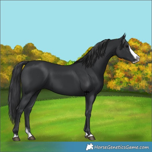 Horse Color:Black Splash Frame 