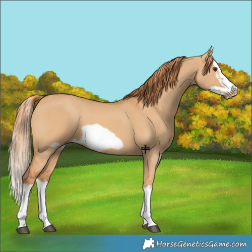 Horse Color:Red Dun Splash Frame 