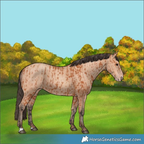 Horse Color:Bay  and Amber Champagne 