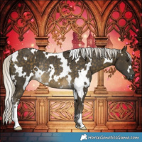 Horse Color:White Spotted Silver Buckskin Rabicano