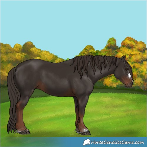 Horse Color:Liver Chestnut