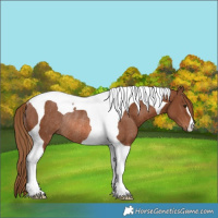 Horse Color:Chestnut Tobiano Rabicano 