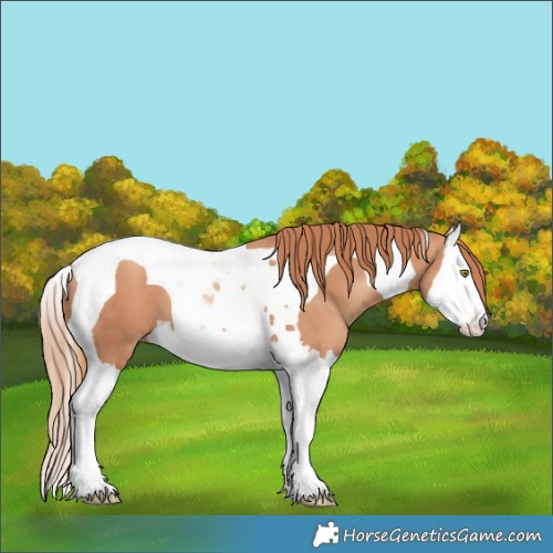 Horse Color:Gold Champagne Splash Tobiano 
