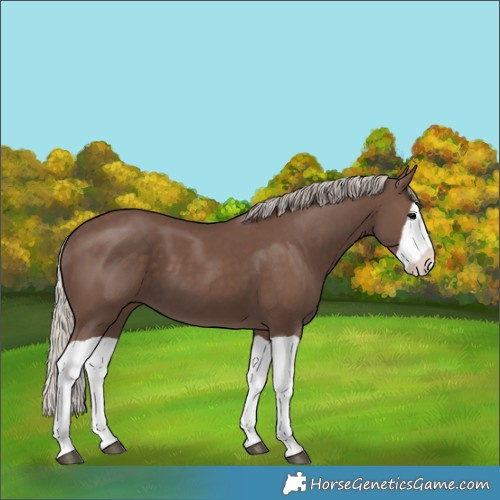 Horse Color:Silver Black Splash 