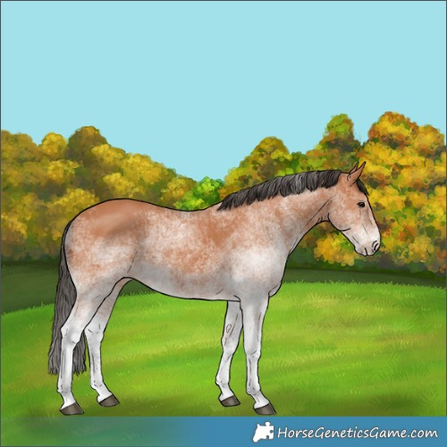Horse Color:White Spotted Bay 