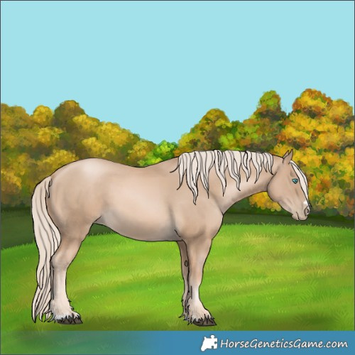 Horse Color:Chocolate Palomino Snowdrop 
