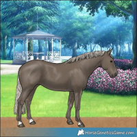 Horse Color:Silver Smoky Black