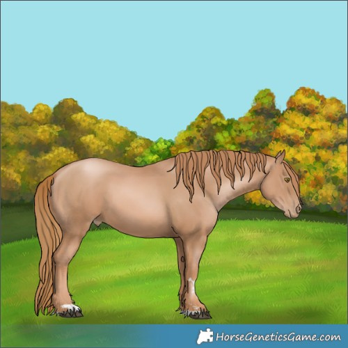 Horse Color:Chestnut Pearl