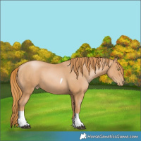 Horse Color:Chestnut Pearl Tobiano