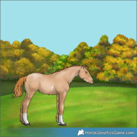 Horse Color:Chestnut Pearl Tobiano