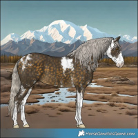 Horse Color:Silver Buckskin Sabino 