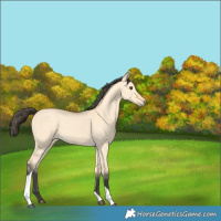 Horse Color:Buckskin Dun Tobiano