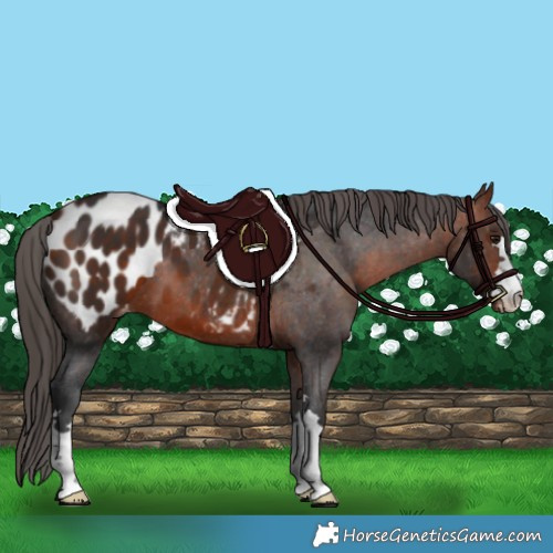 Horse Color:Bay Appaloosa 