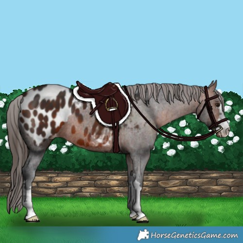 Horse Color:Bay Appaloosa 