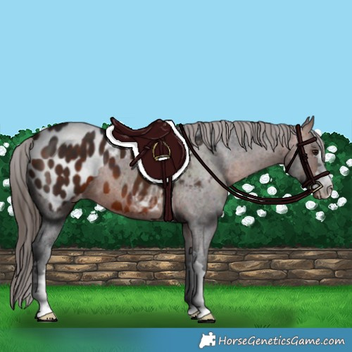 Horse Color:Bay Blanket 