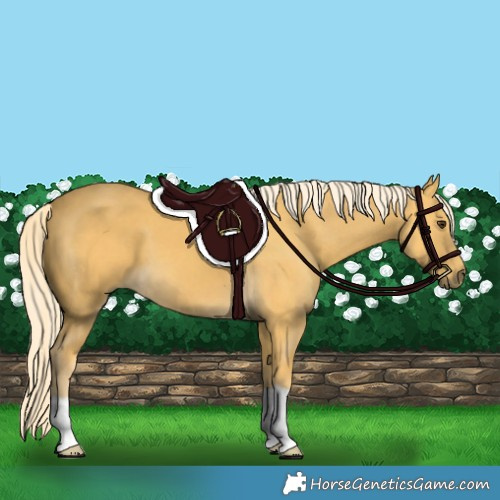 Horse Color:Palomino 