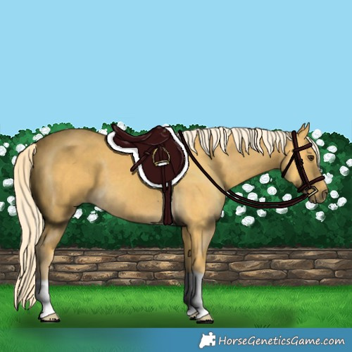 Horse Color:Palomino 