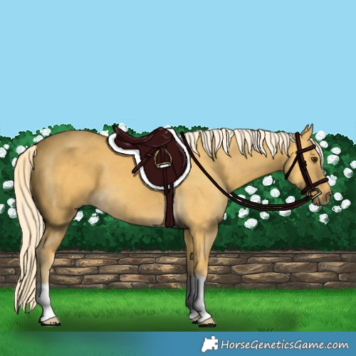Horse Color:Palomino 