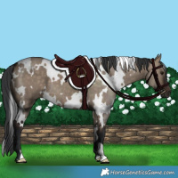 Horse Color:White Spotted Brown Dun 