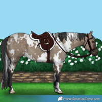 Horse Color:White Spotted Brown Dun 