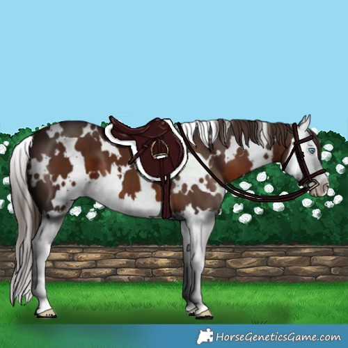 Horse Color:White Spotted Liver Chestnut Splash 