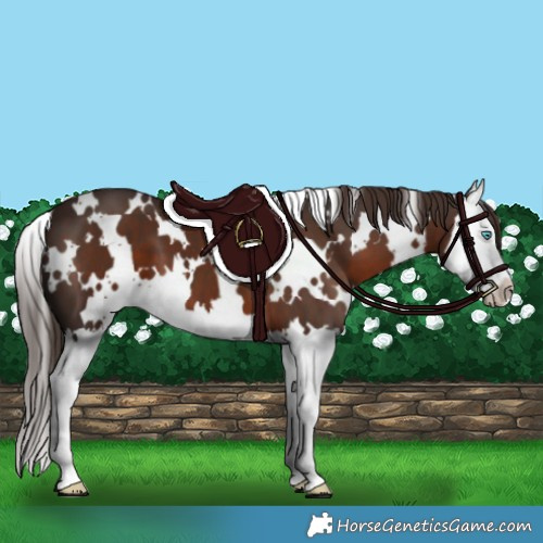 Horse Color:White Spotted Liver Chestnut Splash 