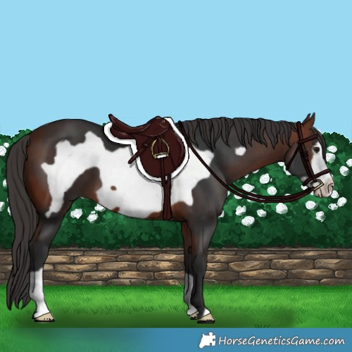 Horse Color:Bay Frame 