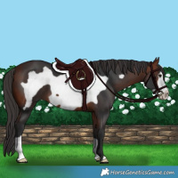 Horse Color:Bay Frame 