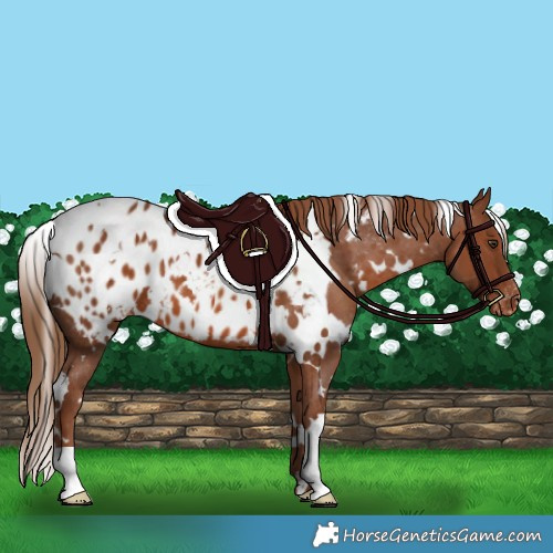 Horse Color:White Spotted Chestnut Appaloosa 