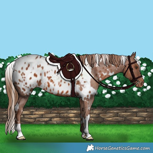 Horse Color:White Spotted Chestnut Appaloosa 