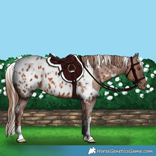 Horse Color:White Spotted Chestnut Near Leopard 