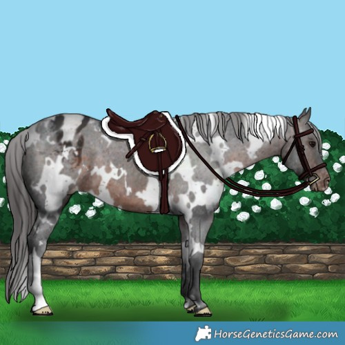 Horse Color:White Spotted Brown Appaloosa 