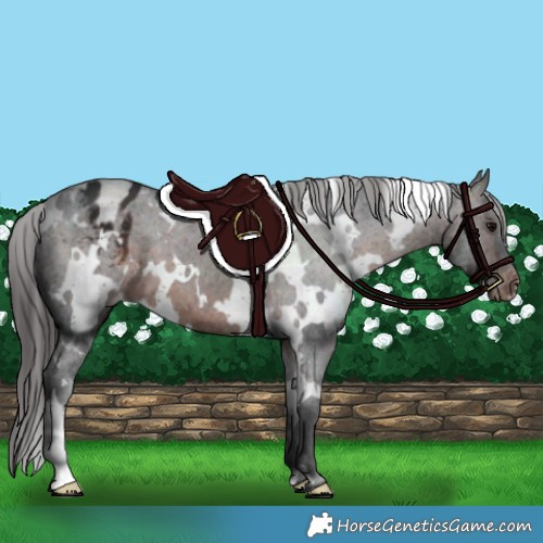 Horse Color:White Spotted Brown Varnish 
