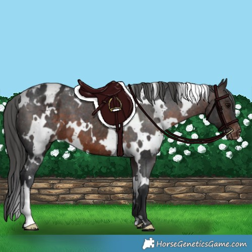 Horse Color:White Spotted Brown Appaloosa