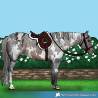 Horse Color:White Spotted Brown Appaloosa 