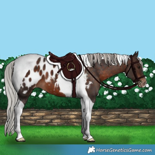 Horse Color:Silver Brown Tobiano Appaloosa 