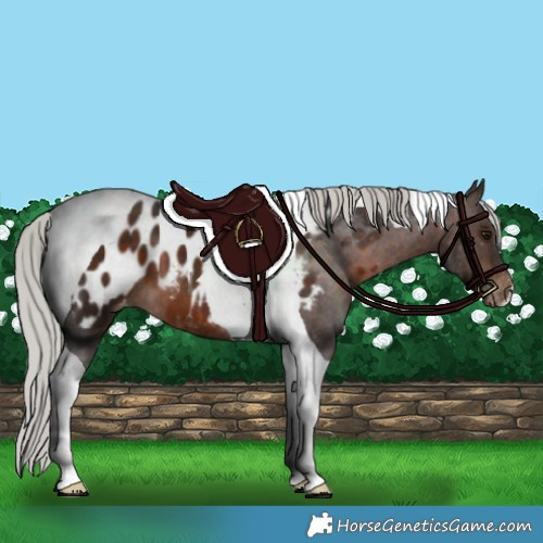 Horse Color:Silver Brown Tobiano Near Leopard 