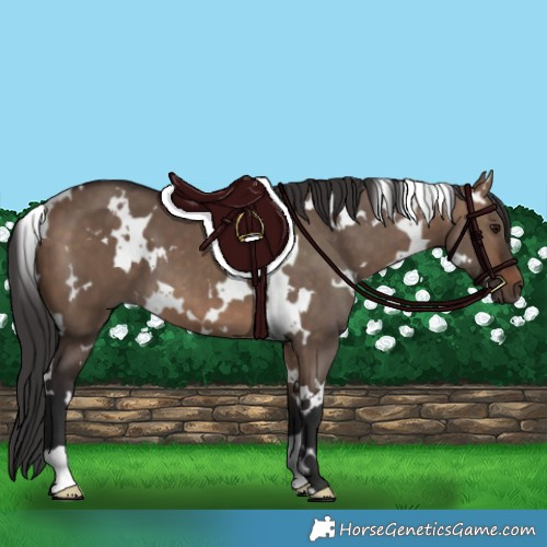 Horse Color:White Spotted Brown Dun 