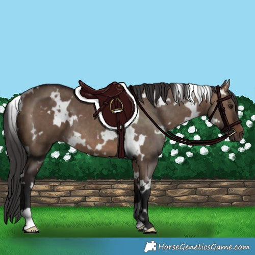 Horse Color:White Spotted Brown Dun 