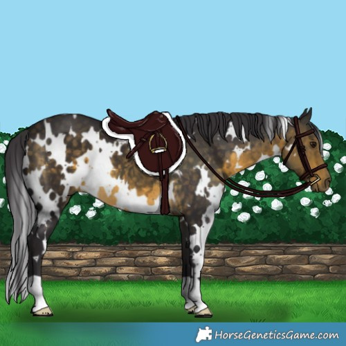 Horse Color:White Spotted Buckskin 