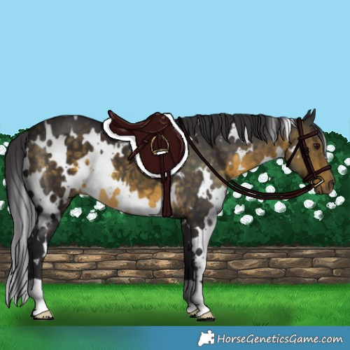 Horse Color:White Spotted Buckskin 