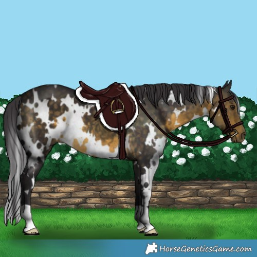 Horse Color:White Spotted Buckskin 