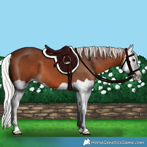 Horse Color:Silver Bay Splash 