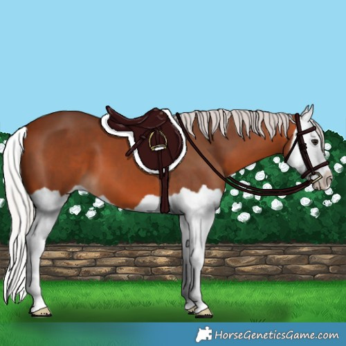 Horse Color:Silver Bay Splash 