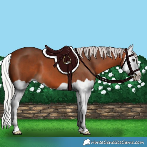 Horse Color:Silver Bay Splash 