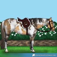 Horse Color:White Spotted Buckskin